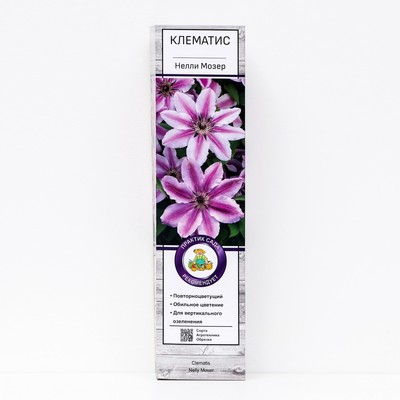 Клематис крупноцветковый «Нелли Мозер », 1 шт., туба