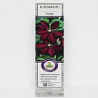 Клематис крупноцветковый «Ниобе », 1 шт., туба - Фото 1