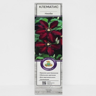 Клематис крупноцветковый «Ниобе », 1 шт., туба