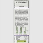 Клематис крупноцветковый «Ниобе », 1 шт., туба - Фото 2