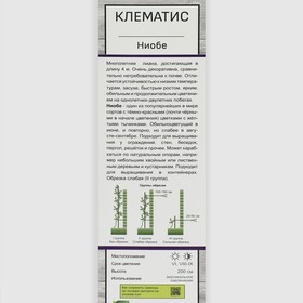 Клематис крупноцветковый «Ниобе », 1 шт., туба