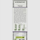 Клематис крупноцветковый "Перида ", 1 шт, туба, Весна 2025 9581676 - фото 4336788