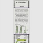 Клематис крупноцветковый "Перида ", 1 шт, туба, Весна 2024 - Фото 2