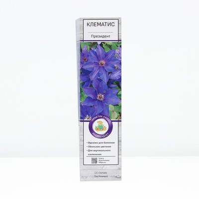 Клематис крупноцветковый «Президент», туба, 1 шт.