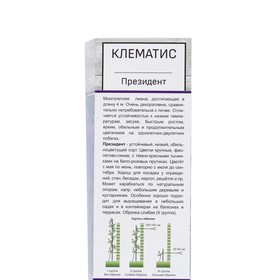 Клематис крупноцветковый «Президент», туба, 1 шт.