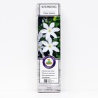 Клематис крупноцветковый "Роко-Колла ", саженец, цветущий, лиана, 1 шт., туба - Фото 1