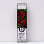 Клематис крупноцветковый "Стасик ", 1 шт, туба, Весна 2024 - Фото 1