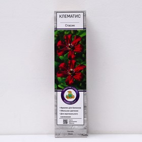 {{photo.Alt || photo.Description || 'Клематис крупноцветковый "Стасик ", 1 шт, туба, Весна 2026'}}