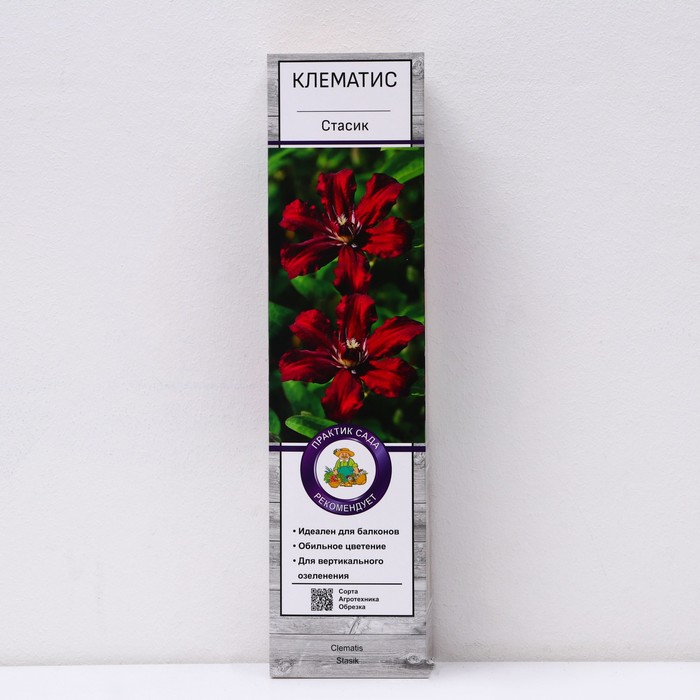 Клематис крупноцветковый "Стасик ", 1 шт, туба, Весна 2024 - Фото 1