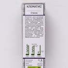 Клематис крупноцветковый "Стасик ", 1 шт, туба, Весна 2024 - Фото 2