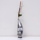 Клематис крупноцветковый "Стасик ", 1 шт, туба, Весна 2024 - Фото 3