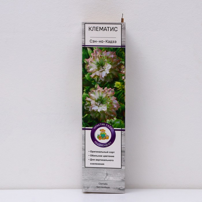 Клематис крупноцветковый "Сэн-но-Кадзэ ", 1 шт, туба, Весна 2025 - Фото 1