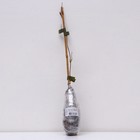 Клематис крупноцветковый "Сэн-но-Кадзэ ", 1 шт, туба, Весна 2025 - Фото 3