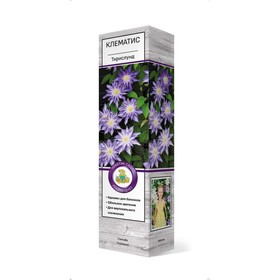 Клематис крупноцветковый 