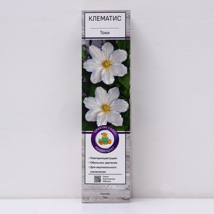 Клематис крупноцветковый «Токи», 1 шт., туба - Фото 1