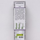 Клематис крупноцветковый «Токи», 1 шт., туба - Фото 2