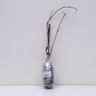 Клематис крупноцветковый «Токи», 1 шт., туба - Фото 3