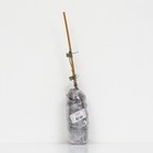 Клематис крупноцветковый "Утопия", 1 шт, туба, Весна 2024 - Фото 3