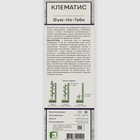 Клематис крупноцветковый "Фую-но-Таби ", 1 шт., туба - Фото 2