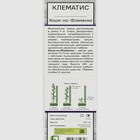 Клематис крупноцветковый "Хоши-но-Фламенко ", 1 шт, туба, Весна 2026 9581696