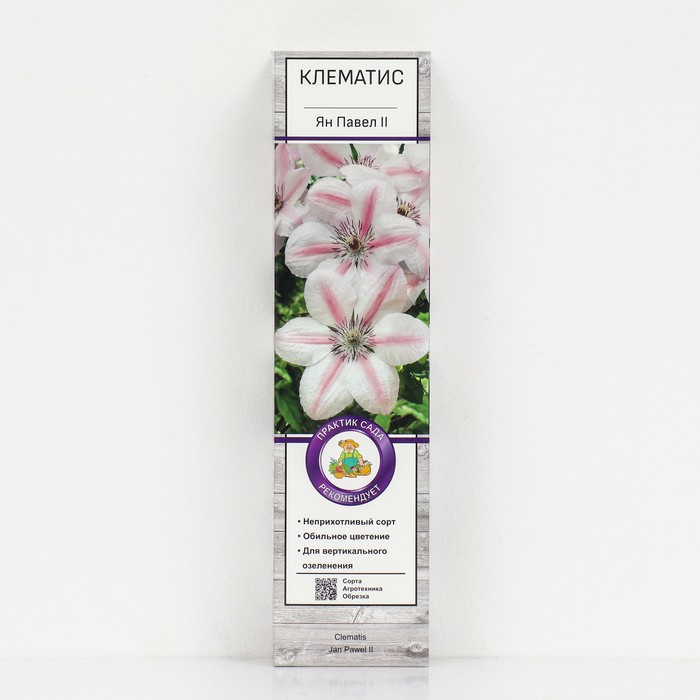 Клематис крупноцветковый "Ян Павел II ", 1 шт, туба, Весна 2025 - Фото 1
