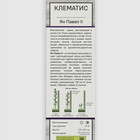 Клематис крупноцветковый "Ян Павел II ", 1 шт, туба, Весна 2025 - Фото 2