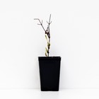 Клематис крупноцветковый Люкс "Грин Пешн", 1 шт, туба, Весна 2024 - Фото 3