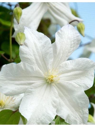 Клематис крупноцветковый Люкс "Сноу Сторм", 1 шт, туба, Весна 2025