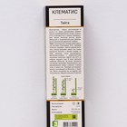Клематис крупноцветковый Люкс "Тайга ", 1 шт, туба, Весна 2024 - Фото 2