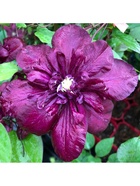 Клематис крупноцветковый Люкс Ян III Собеский 1 шт., туба, Весна 2026  (артикул 9581730)  большой выбор товаров оптом и в розницу по низким ценам с доставкой