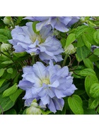 Клематис крупноцветковый Люкс (для срезки) "Блю Даймонд", 1 шт, туба, Весна 2025  (артикул 9581731)  большой выбор товаров оптом и в розницу по низким ценам с доставкой