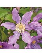 Клематис крупноцветковый Люкс (для срезки) "Ист Ривэ", 1 шт, туба, Весна 2026 9581732