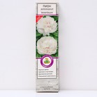 Пион древовидный Белая Башня 1 шт., туба, Весна 2026 - Фото 1