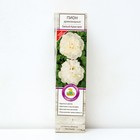 Пион древовидный Белый Кристал 1 шт., туба, Весна 2026 - Фото 1