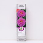 Пион древовидный Богатство и звание 1 шт., туба, Весна 2026 - Фото 1