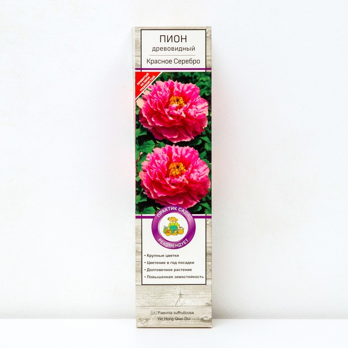 Пион древовидный (привитый на травянистый) "Красное Серебро ", 1 шт, туба, Весна 2025 - Фото 1
