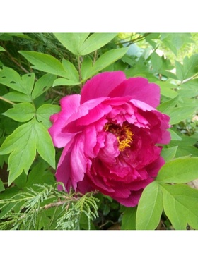 Пион древовидный Красные облака 1 шт., туба, Весна 2026  (артикул 9581746)  большой выбор товаров оптом и в розницу по низким ценам с доставкой