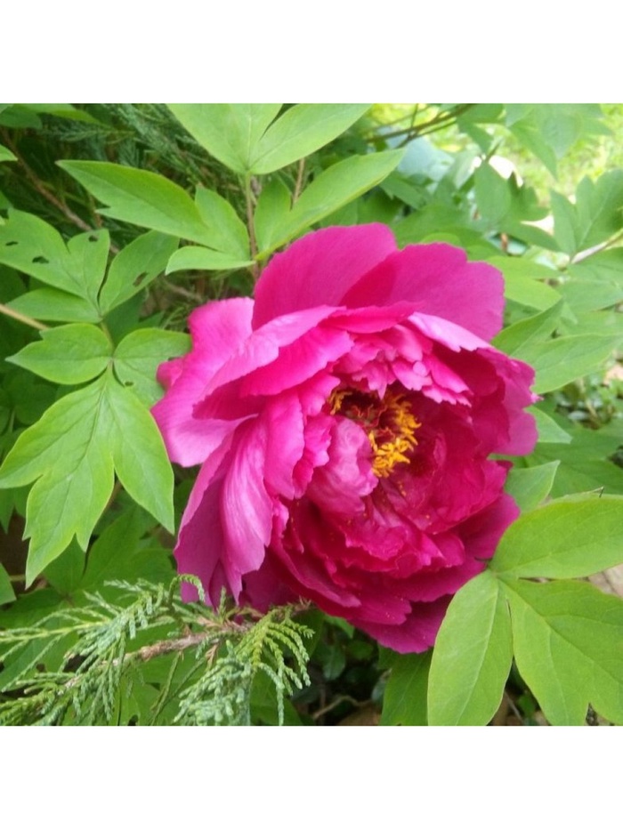 Пион древовидный Красные облака 1 шт., туба, Весна 2026 - Фото 1