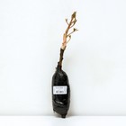 Пион древовидный (привитый на травянистый) "Лантиан Джей ", 1 шт, туба, Весна 2024 - Фото 3