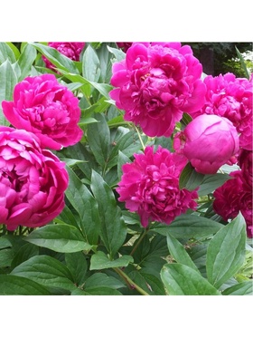 Пион древовидный Неоновое повторение 1 шт., туба, Весна 2026  (артикул 9581751)  большой выбор товаров оптом и в розницу по низким ценам с доставкой