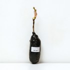 Пион древовидный Пёпл Классикал Бьюти 1 шт., туба, Весна 2026  (артикул 9581753)  большой выбор товаров оптом и в розницу по низким ценам с доставкой