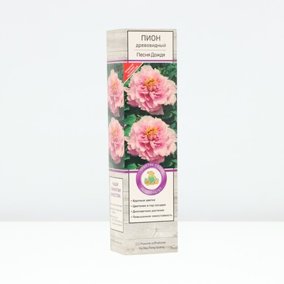 Пион древовидный Песня Дождя 1 шт., туба, Весна 2026