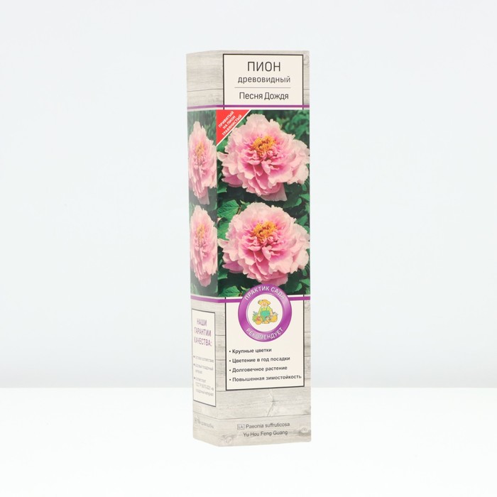 Пион древовидный Песня Дождя 1 шт., туба, Весна 2026 - Фото 1
