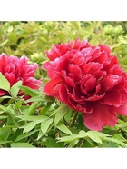 Пион древовидный Райзинг сан 1 шт., туба, Весна 2026  (артикул 9581757)  большой выбор товаров оптом и в розницу по низким ценам с доставкой