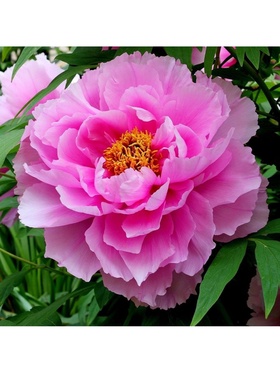 Пион древовидный Розовая точка 1 шт., туба, Весна 2026  (артикул 9581759)  большой выбор товаров оптом и в розницу по низким ценам с доставкой