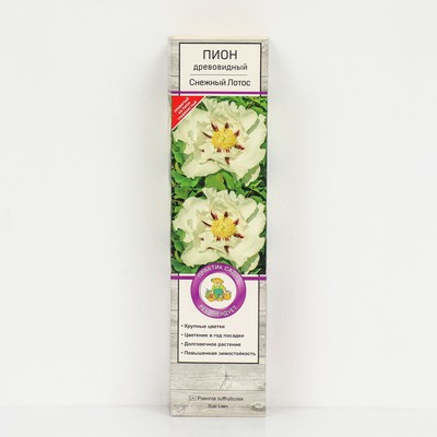 Пион древовидный Снежный лотос 1 шт., туба, Весна 2026