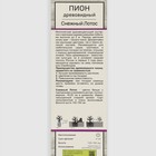 Пион древовидный (привитый на травянистый) "Снежный лотос ", 1 шт, туба, Весна 2025 9581766 - фото 4336837