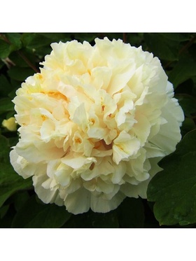 Пион древовидный Сноу вайт 1 шт., туба, Весна 2026  (артикул 9581767)  большой выбор товаров оптом и в розницу по низким ценам с доставкой