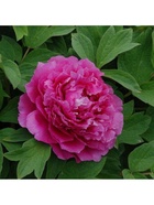 Пион древовидный Сторинг Ред 1 шт., туба, Весна 2026  (артикул 9581768)  большой выбор товаров оптом и в розницу по низким ценам с доставкой