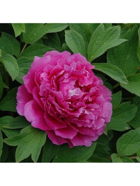 Пион древовидный Сторинг Ред 1 шт., туба, Весна 2026  (артикул 9581768)  большой выбор товаров оптом и в розницу по низким ценам с доставкой